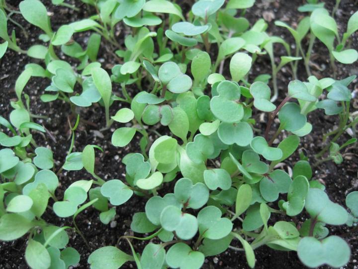 Growing Sprouts vs. Microgreens